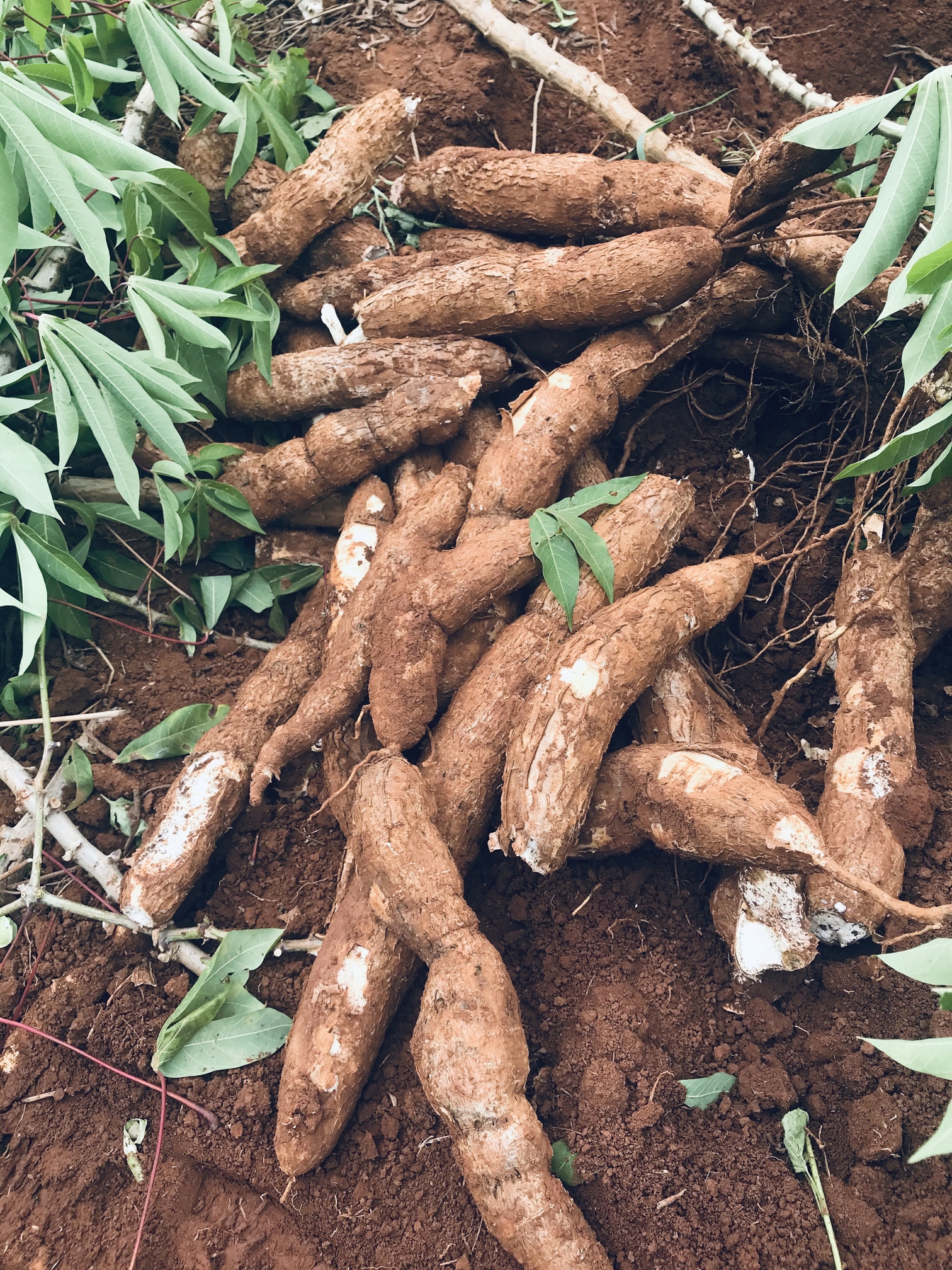 Cassava