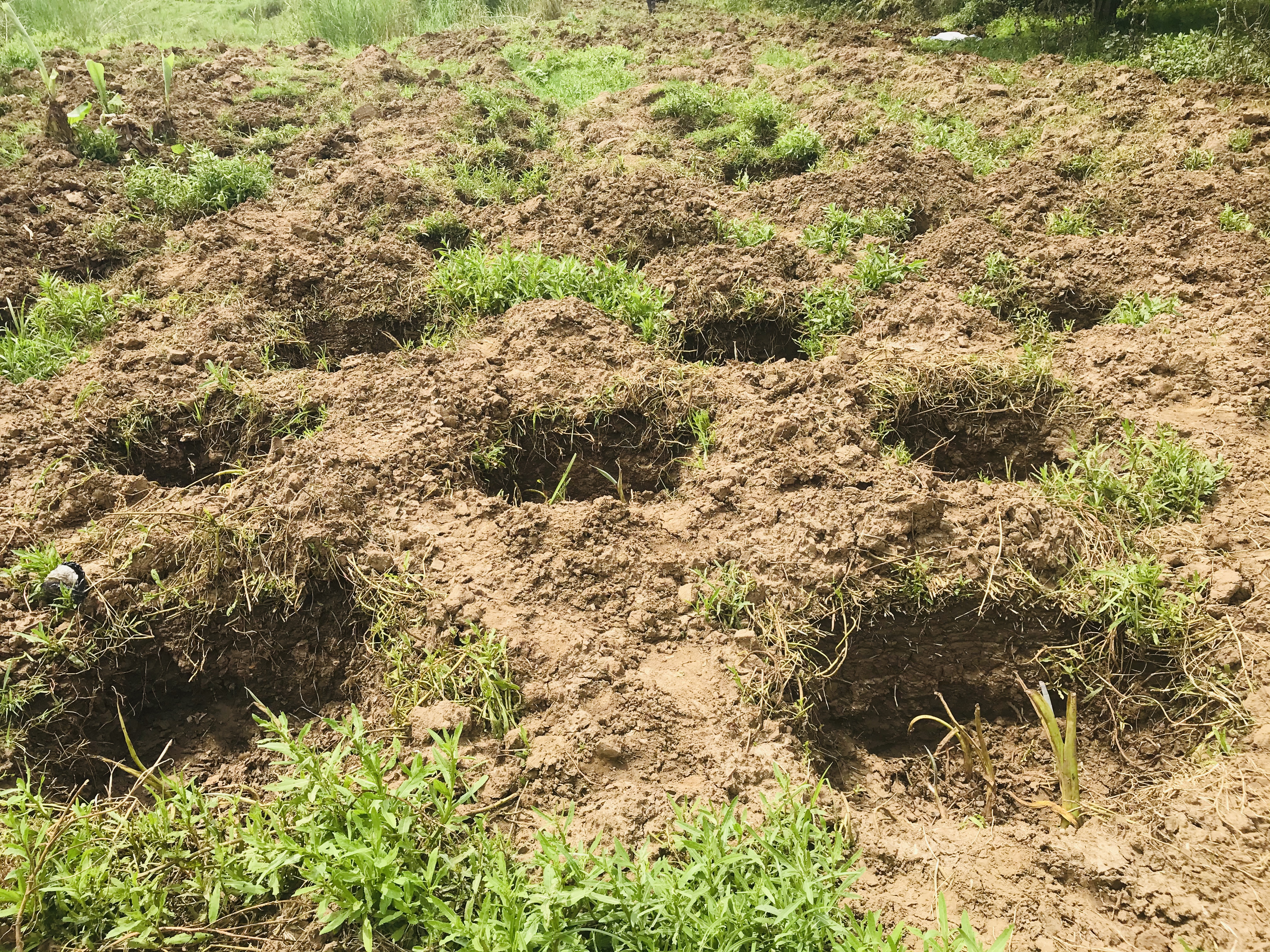 Mold Manure