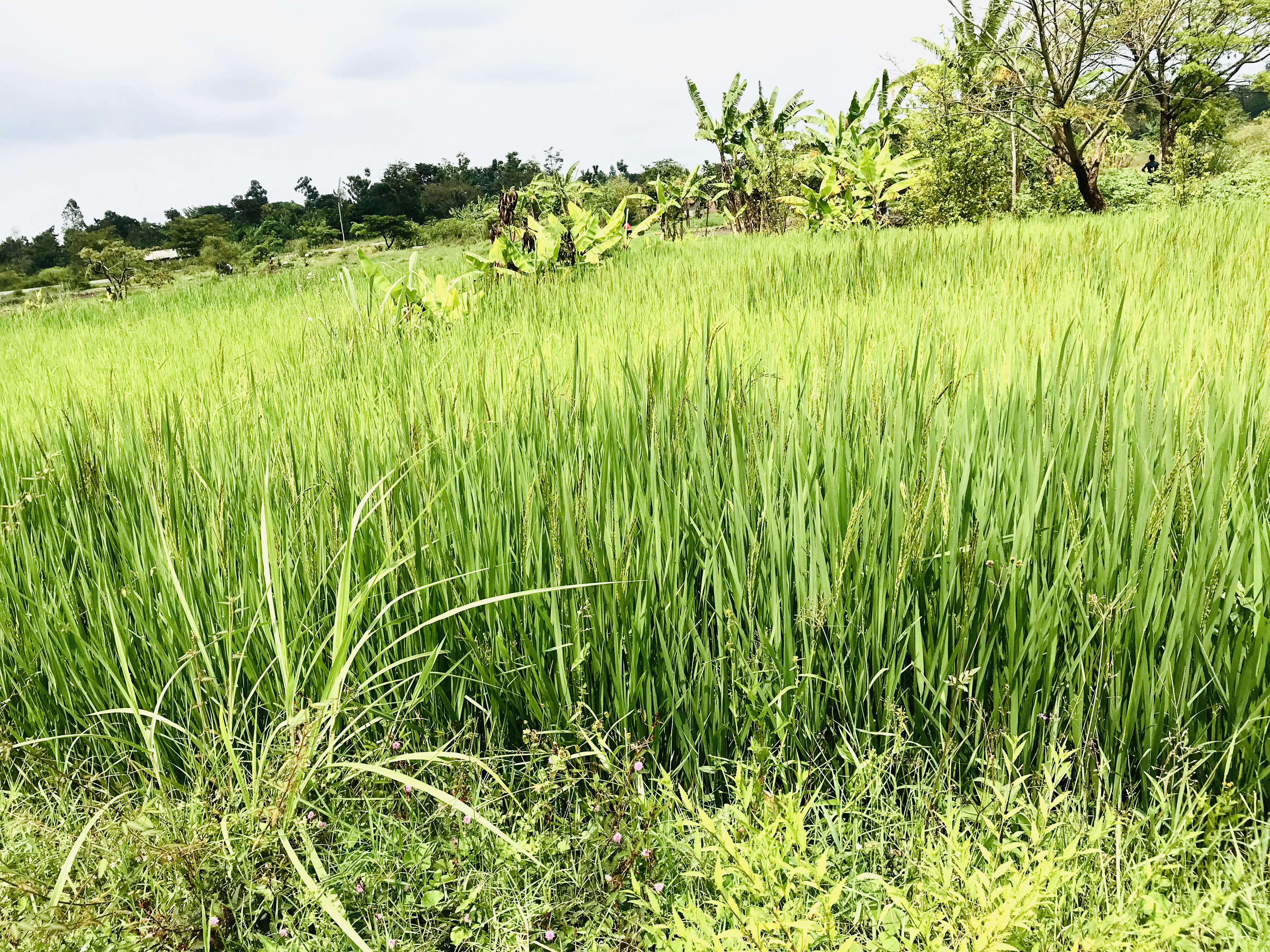 Rice plantation